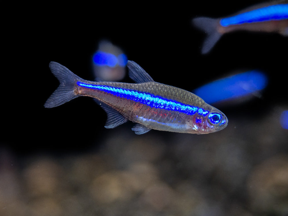 Green Neon Tetra (Paracheirodon simulans) - Tank-Bred!