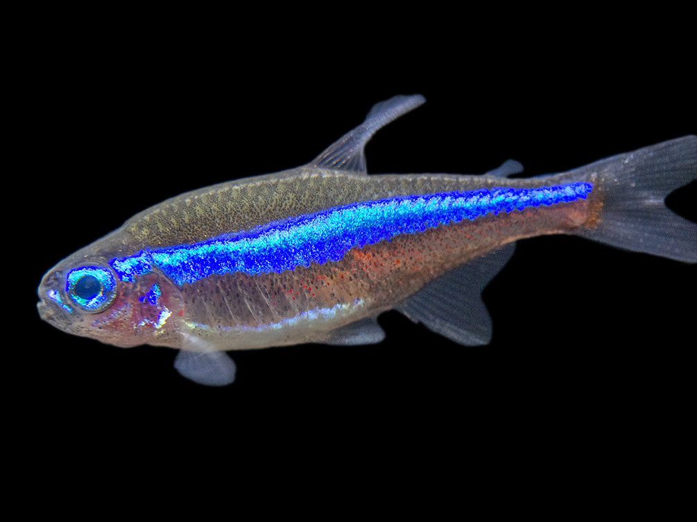 Green Neon Tetra (Paracheirodon simulans) - Tank-Bred!