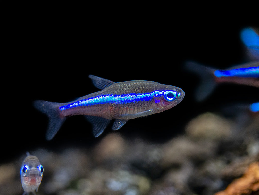 Green Neon Tetra (Paracheirodon simulans) - Tank-Bred!