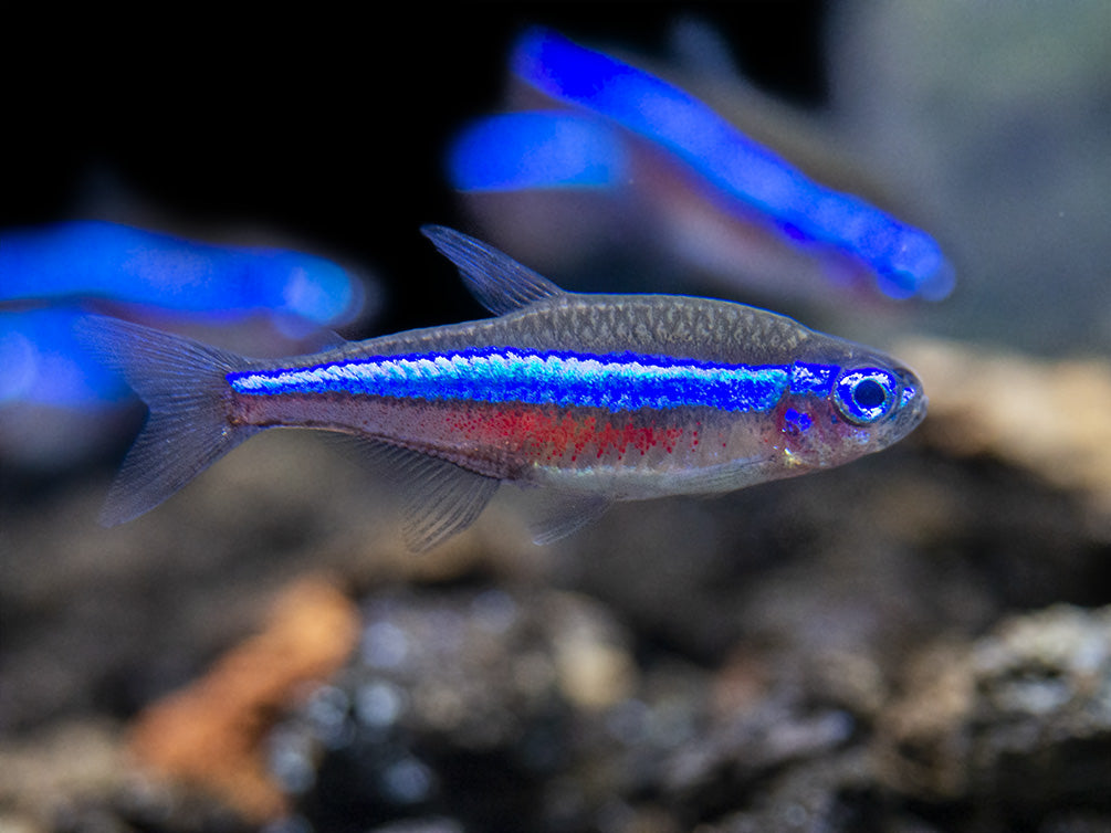 Green Neon Tetra (Paracheirodon simulans) - Tank-Bred!