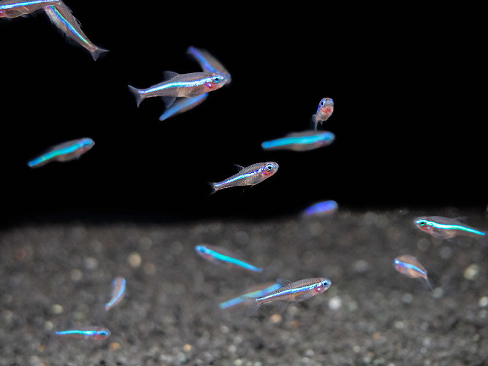 Green Neon Tetra (Paracheirodon simulans) - Tank-Bred!