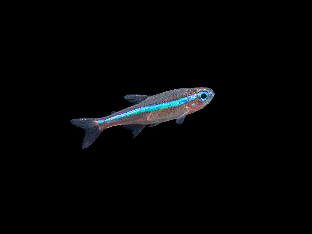 Green Neon Tetra (Paracheirodon simulans) - Tank-Bred!