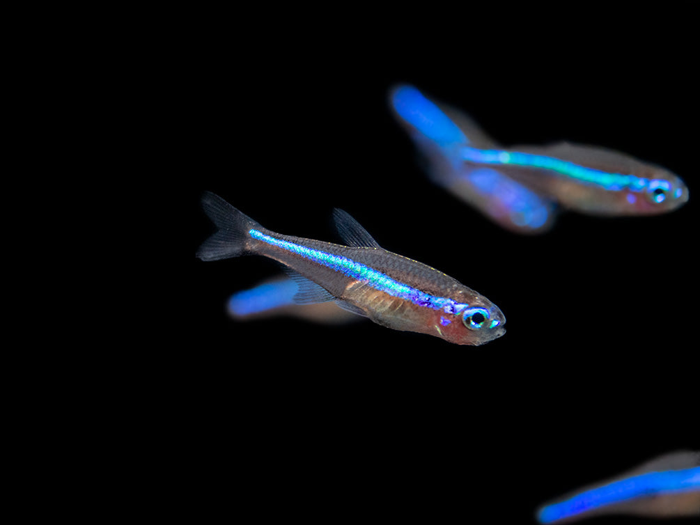 Green Neon Tetra (Paracheirodon simulans) - Tank-Bred!