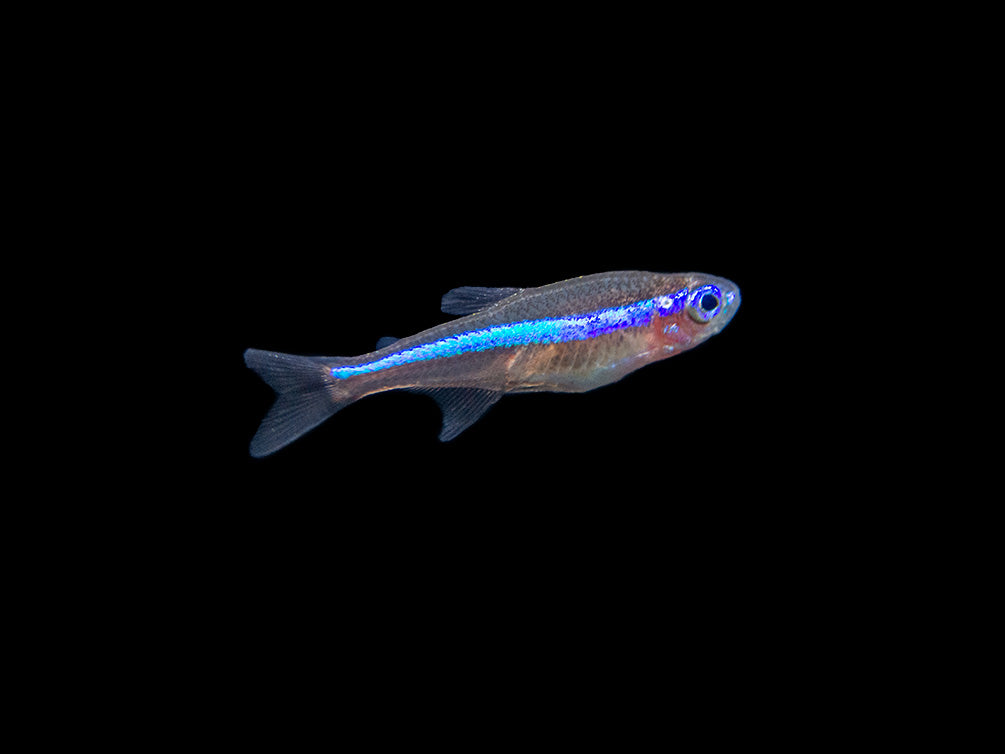 Green Neon Tetra (Paracheirodon simulans) - Tank-Bred!