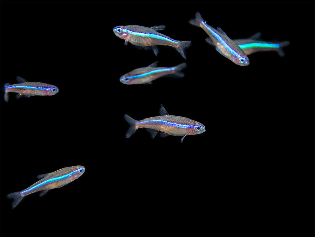 Green Neon Tetra (Paracheirodon simulans) - Tank-Bred!