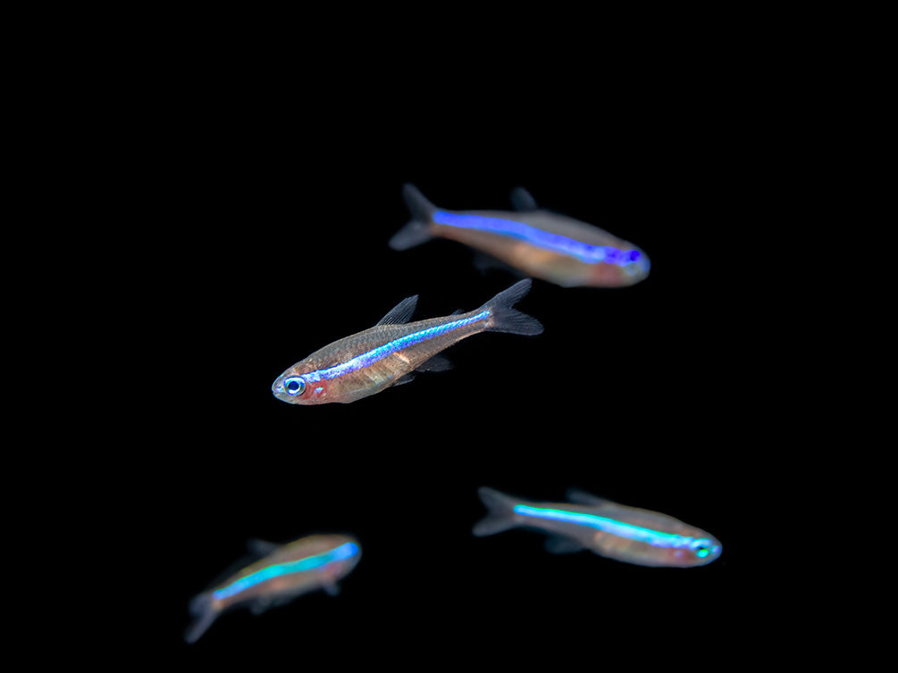 Green Neon Tetra (Paracheirodon simulans) - Tank-Bred!