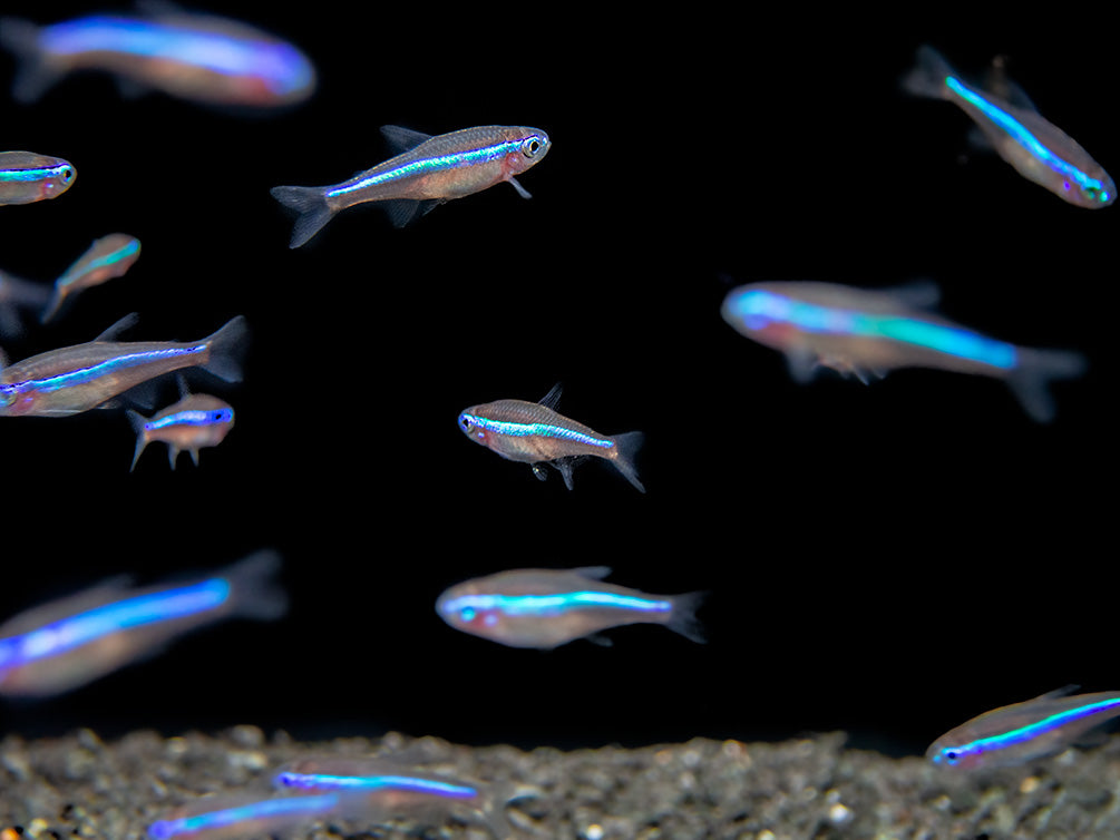 Green Neon Tetra (Paracheirodon simulans) - Tank-Bred!