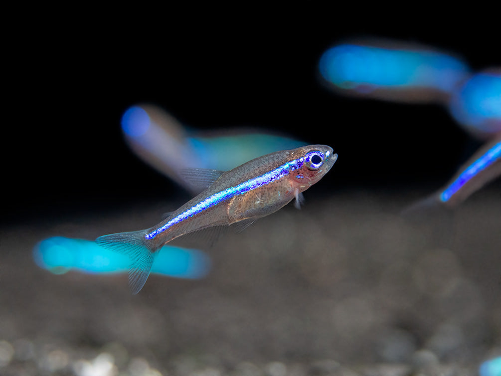 Green Neon Tetra (Paracheirodon simulans) - Tank-Bred!