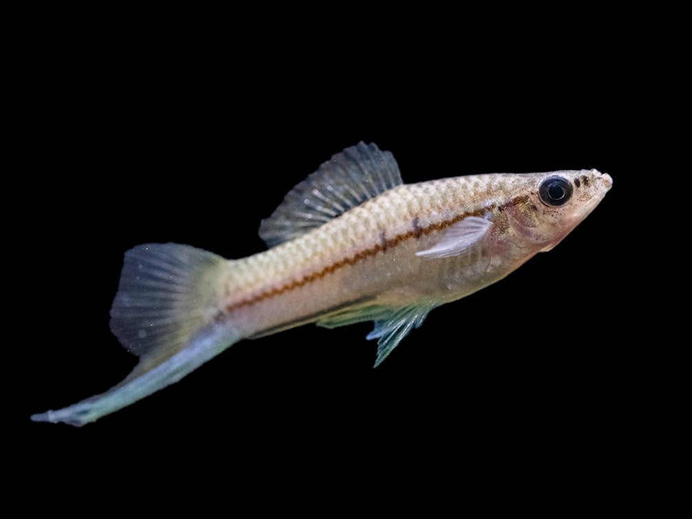 Green Swordtail (Xiphophorus helleri) Tank-Bred!