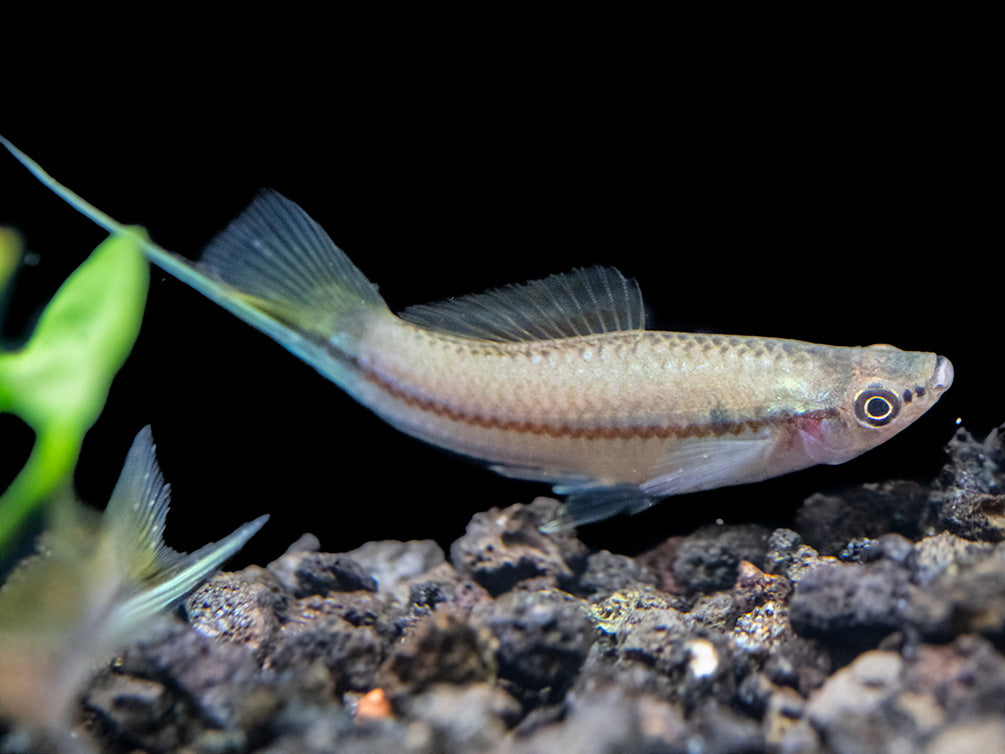 Green Swordtail (Xiphophorus helleri) Tank-Bred!