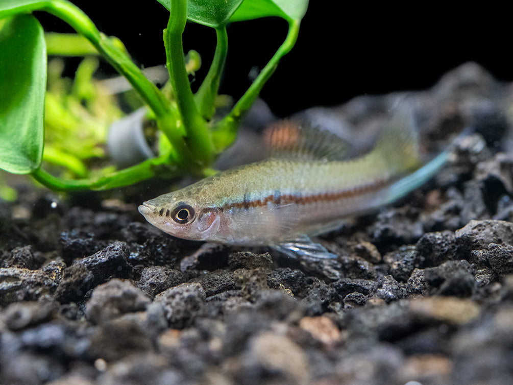 Green Swordtail (Xiphophorus helleri) Tank-Bred!