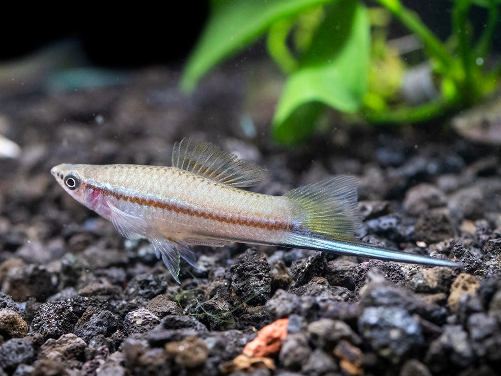 Green Swordtail (Xiphophorus helleri) Tank-Bred!