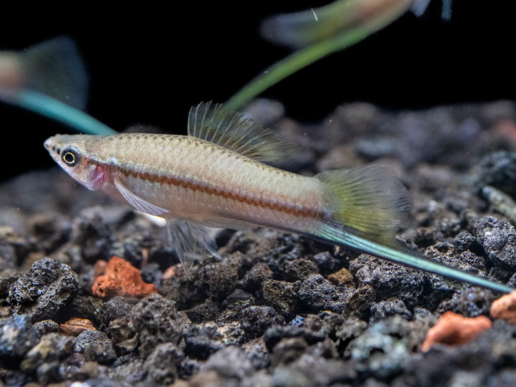 Green Swordtail (Xiphophorus helleri) Tank-Bred!