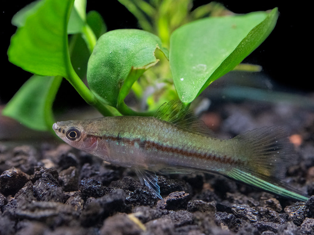 Green Swordtail (Xiphophorus helleri) Tank-Bred!