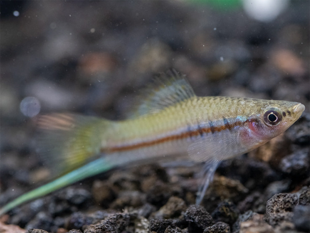 Green Swordtail (Xiphophorus helleri) Tank-Bred!