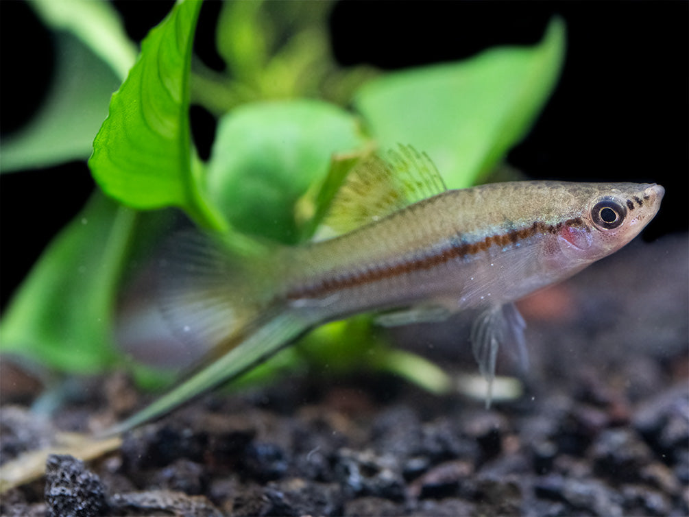 Green Swordtail (Xiphophorus helleri) Tank-Bred!