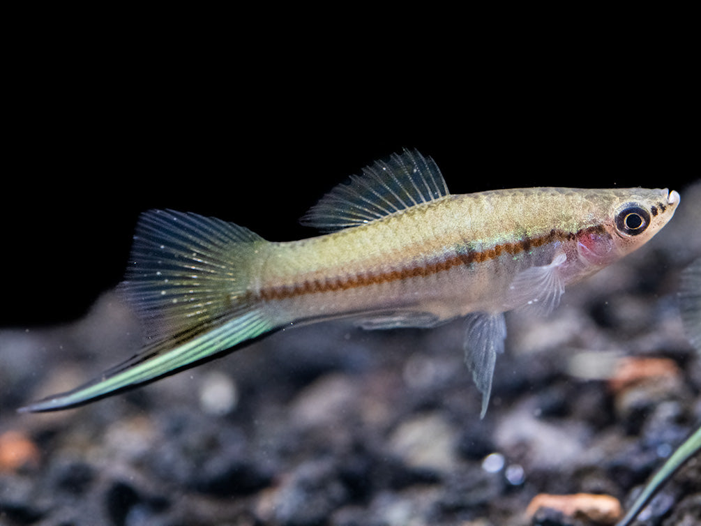 Green Swordtail (Xiphophorus helleri) Tank-Bred!