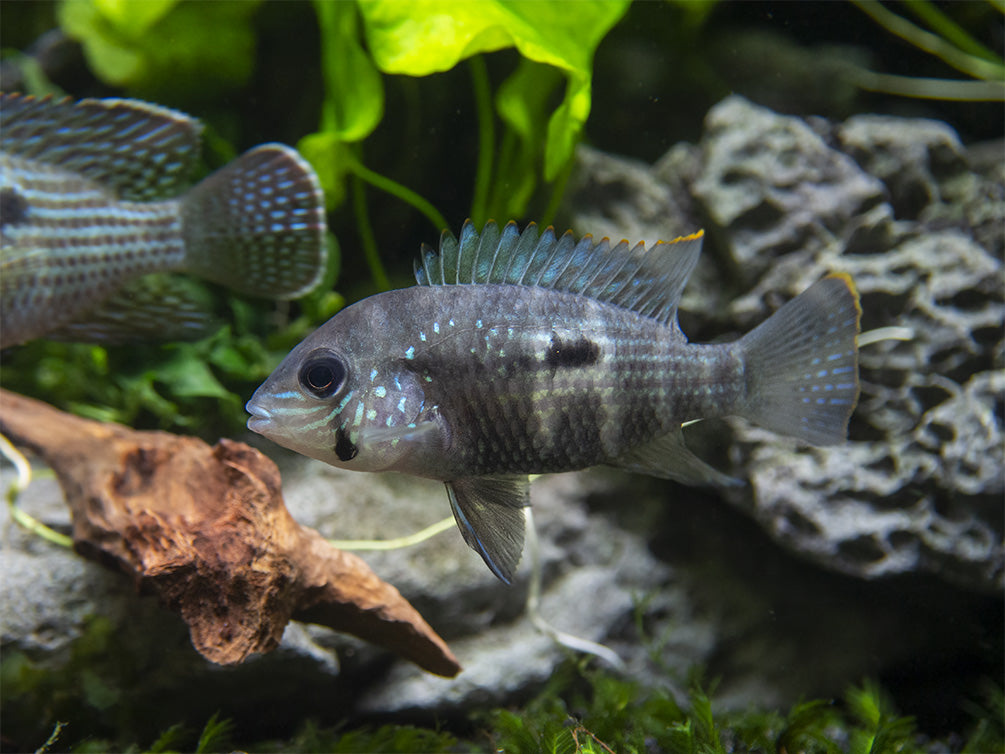 Green Terror Cichlid (Andinoacara stalsbergi), Locally Bred!