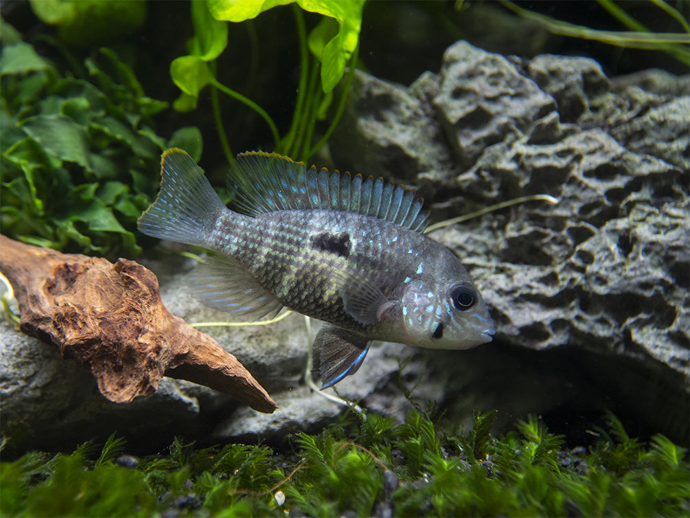 Green Terror Cichlid (Andinoacara stalsbergi), Locally Bred!