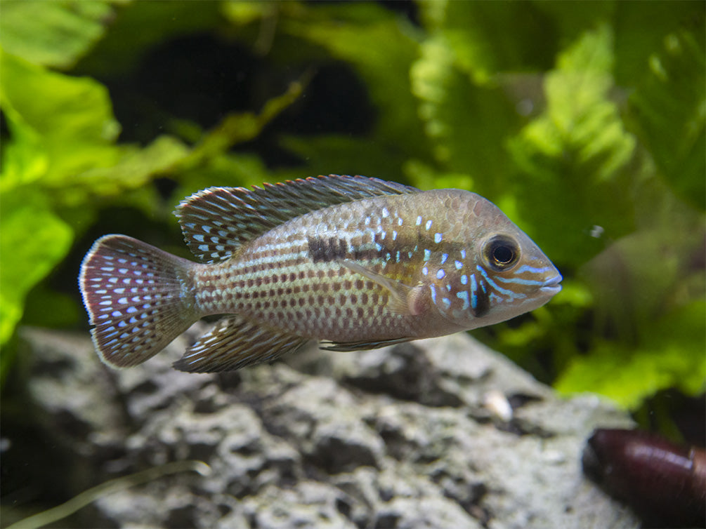 Green Terror Cichlid (Andinoacara stalsbergi), Locally Bred!