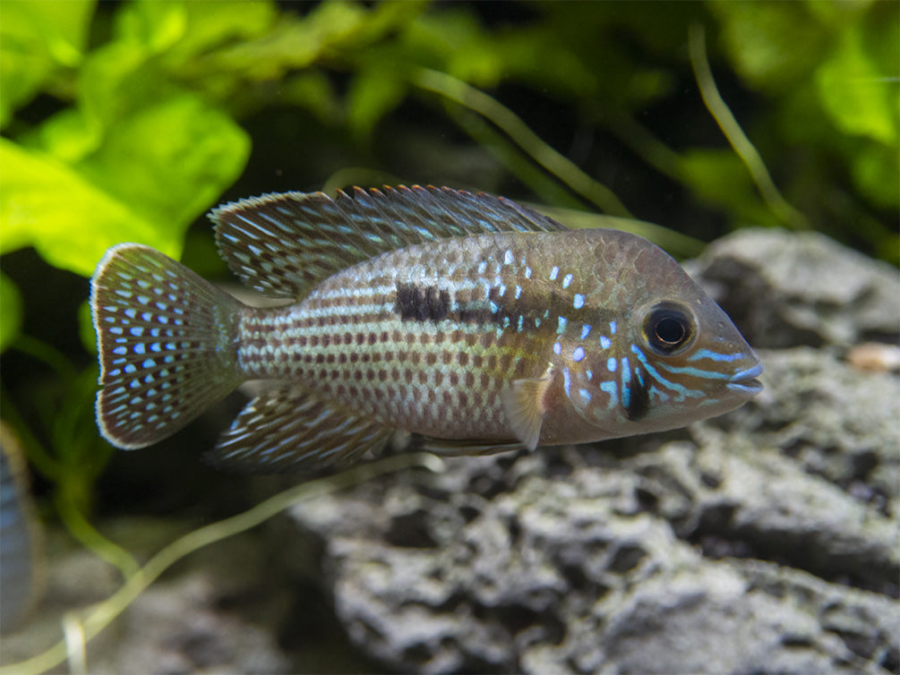 Green Terror Cichlid (Andinoacara stalsbergi), Locally Bred!