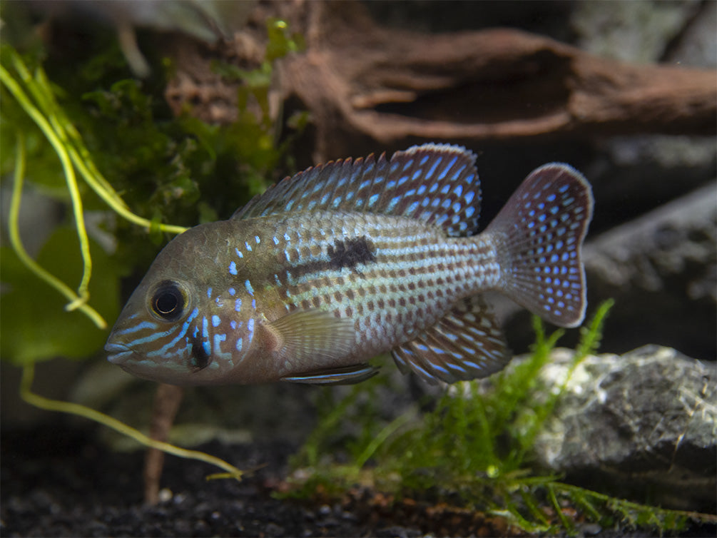 Green Terror Cichlid (Andinoacara stalsbergi), Locally Bred!