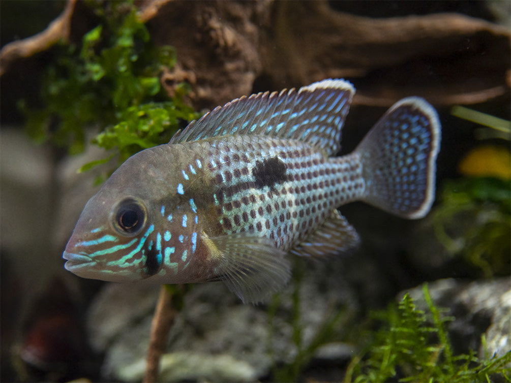 Green Terror Cichlid (Andinoacara stalsbergi), Locally Bred!