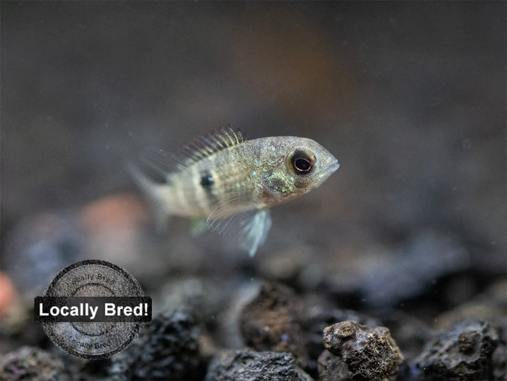Green Terror Cichlid (Andinoacara stalsbergi), Locally Bred!