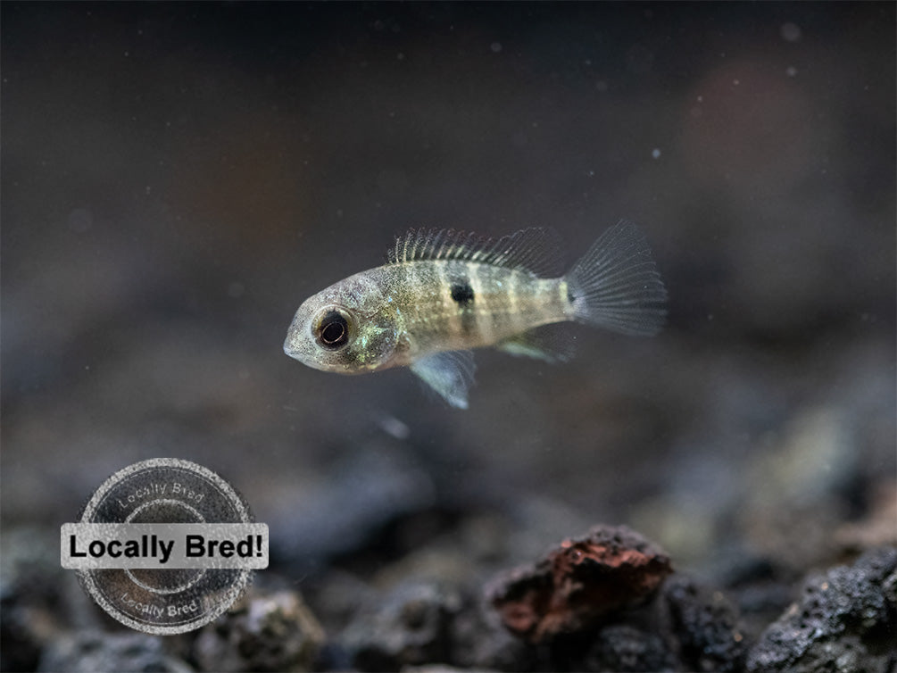 Green Terror Cichlid (Andinoacara stalsbergi), Locally Bred!