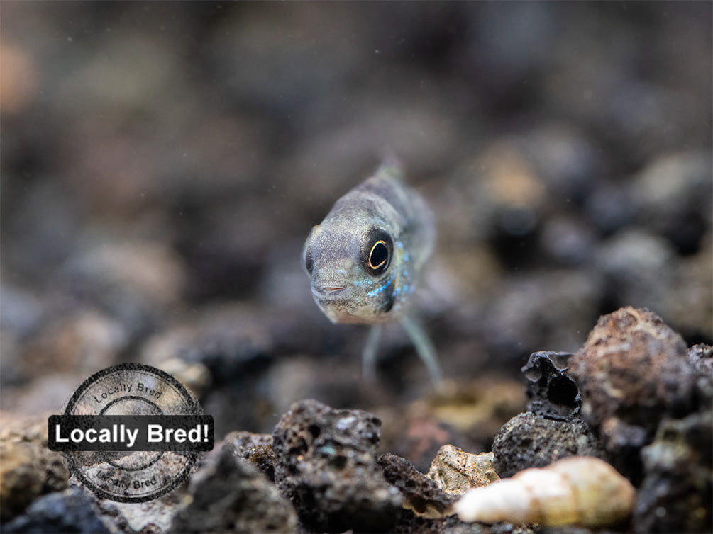 Green Terror Cichlid (Andinoacara stalsbergi), Locally Bred!