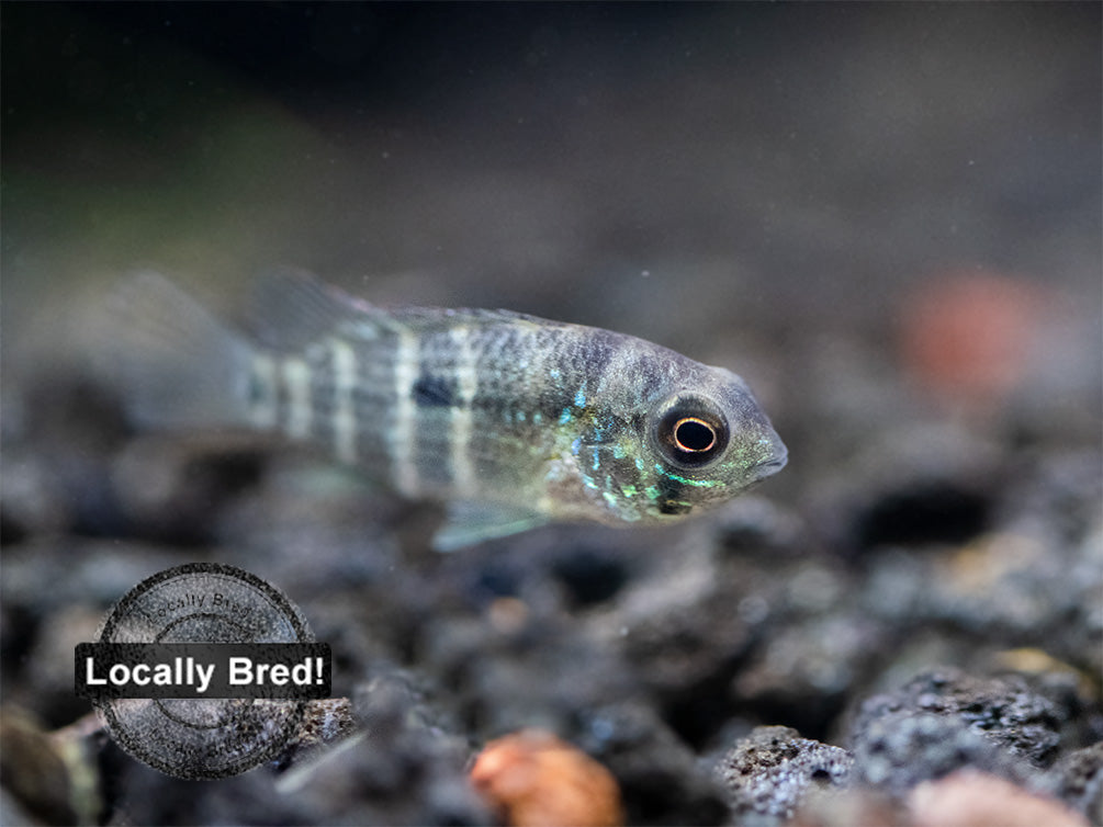 Green Terror Cichlid (Andinoacara stalsbergi), Locally Bred!