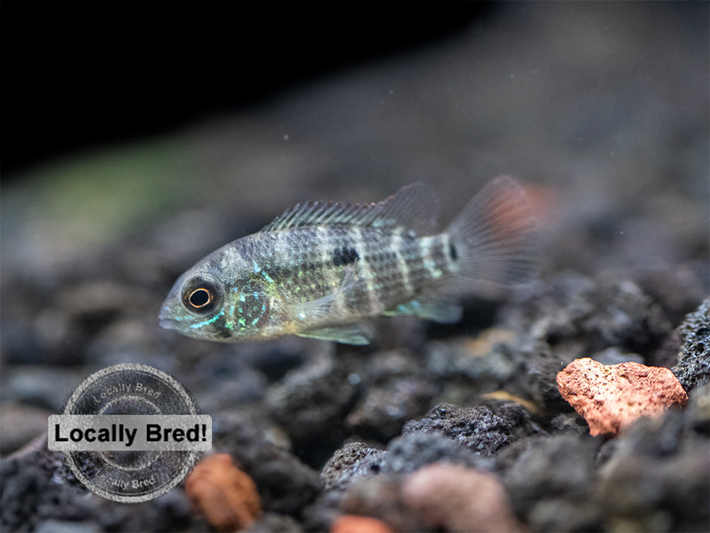 Green Terror Cichlid (Andinoacara stalsbergi), Locally Bred!