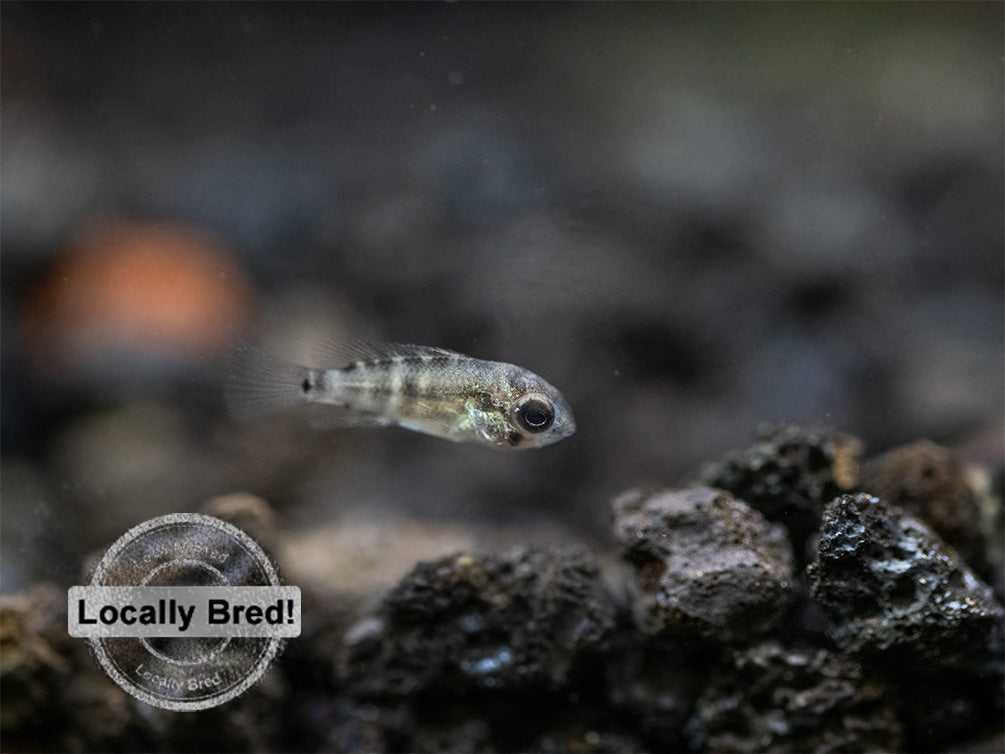 Green Terror Cichlid (Andinoacara stalsbergi), Locally Bred!