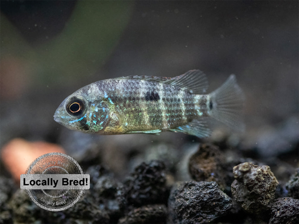 Green Terror Cichlid (Andinoacara stalsbergi), Locally Bred!