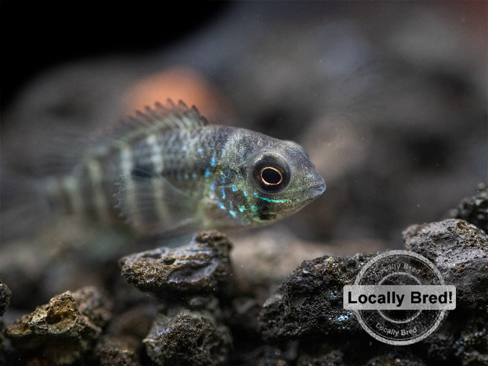 Green Terror Cichlid (Andinoacara stalsbergi), Locally Bred!