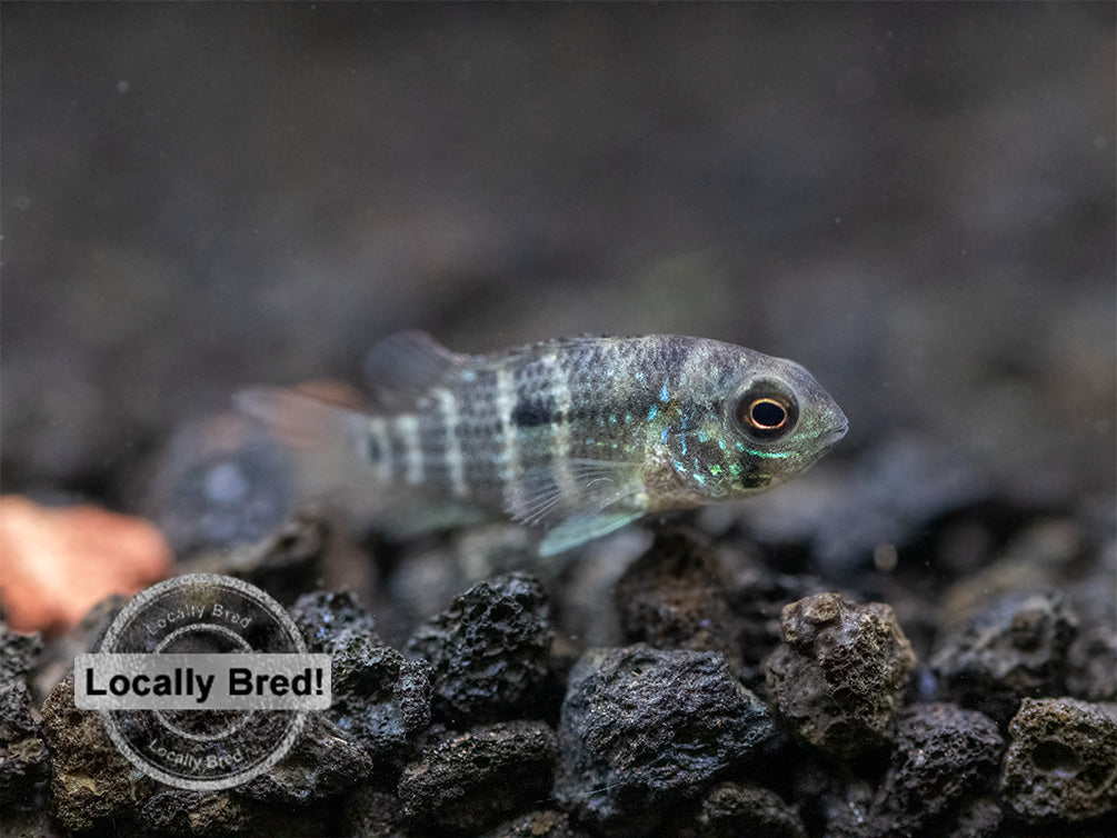 Green Terror Cichlid (Andinoacara stalsbergi), Locally Bred!