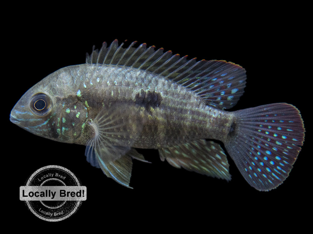 Green Terror Cichlid (Andinoacara stalsbergi), Locally Bred!