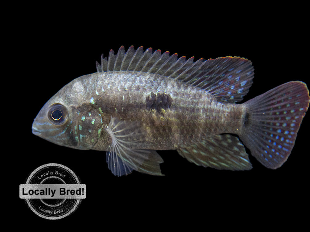 Green Terror Cichlid (Andinoacara stalsbergi), Locally Bred!