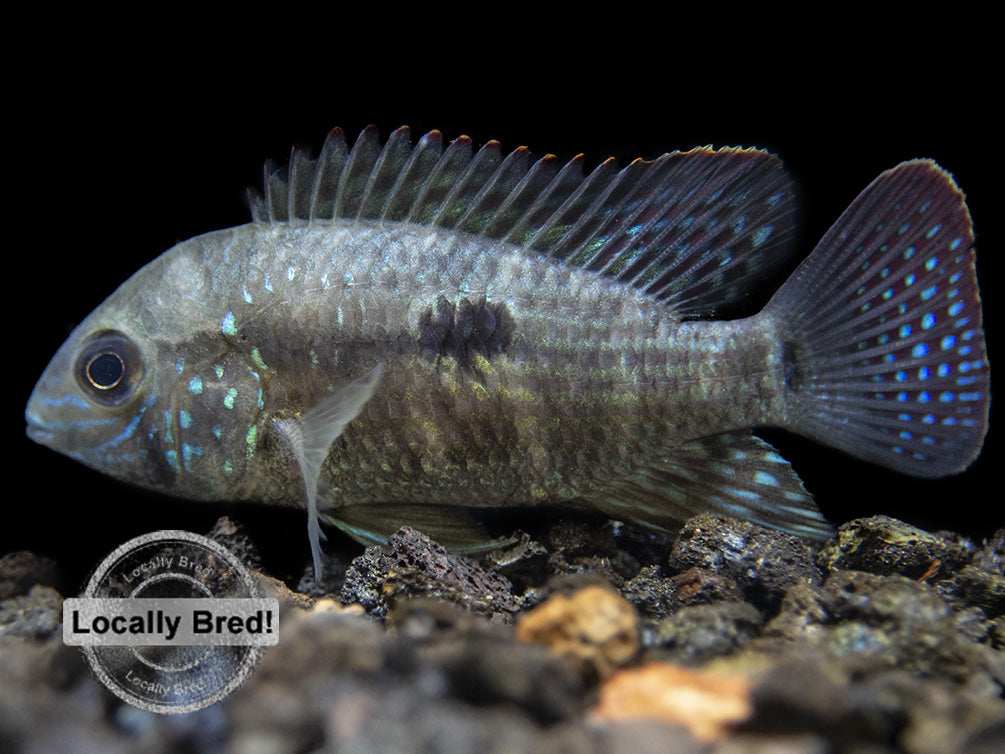 Green Terror Cichlid (Andinoacara stalsbergi), Locally Bred!