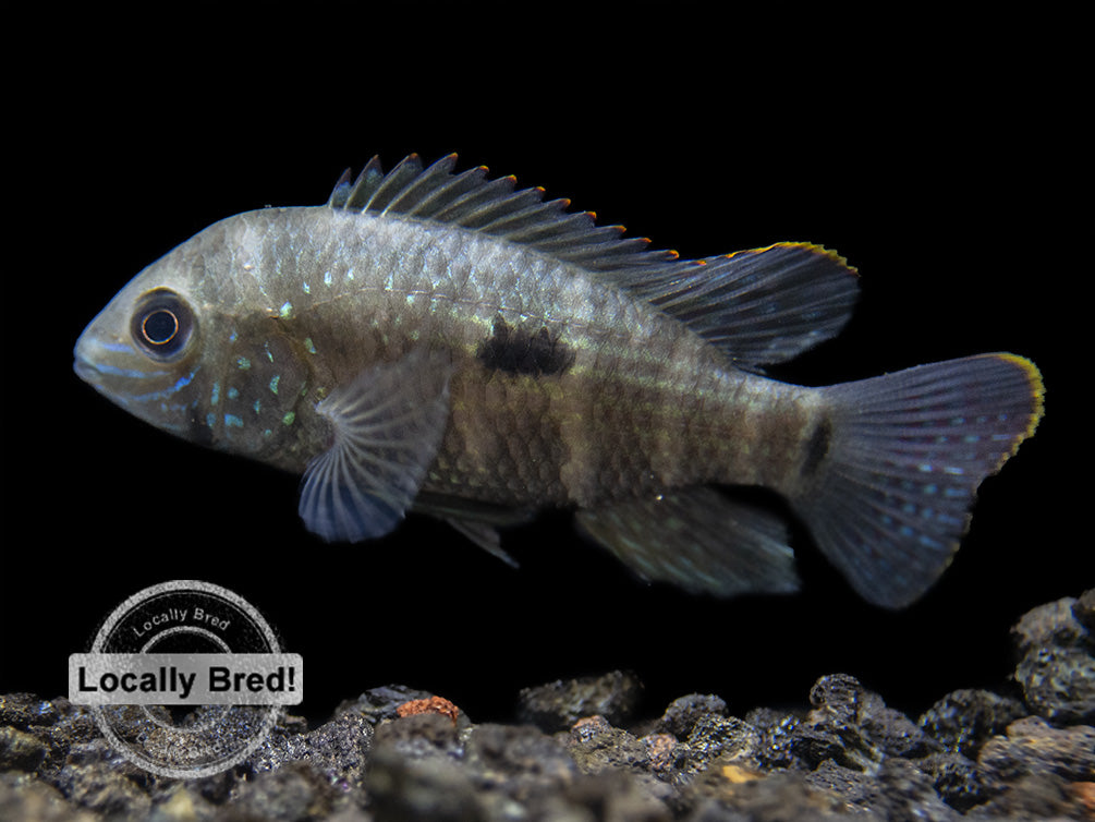 Green Terror Cichlid (Andinoacara stalsbergi), Locally Bred!