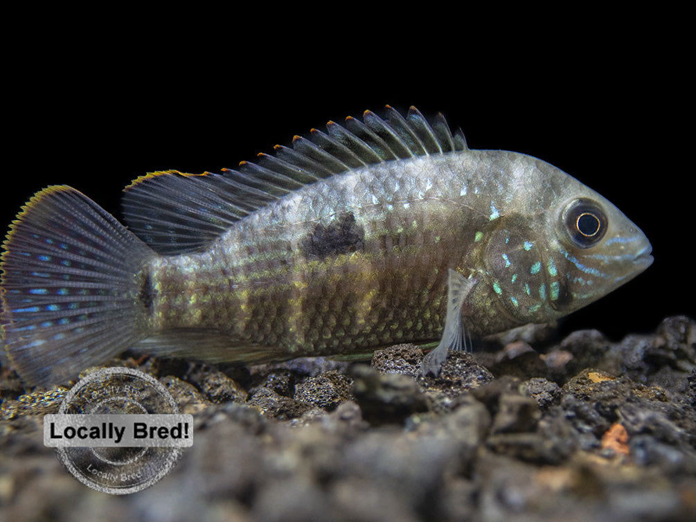 Green Terror Cichlid (Andinoacara stalsbergi), Locally Bred!