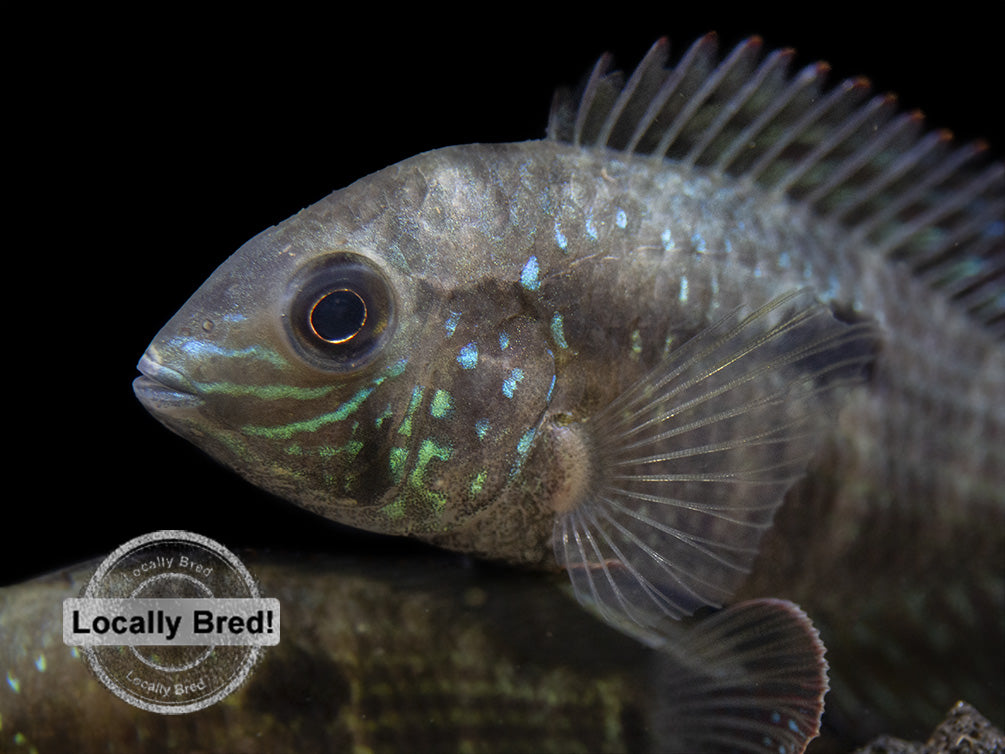 Green Terror Cichlid (Andinoacara stalsbergi), Locally Bred!