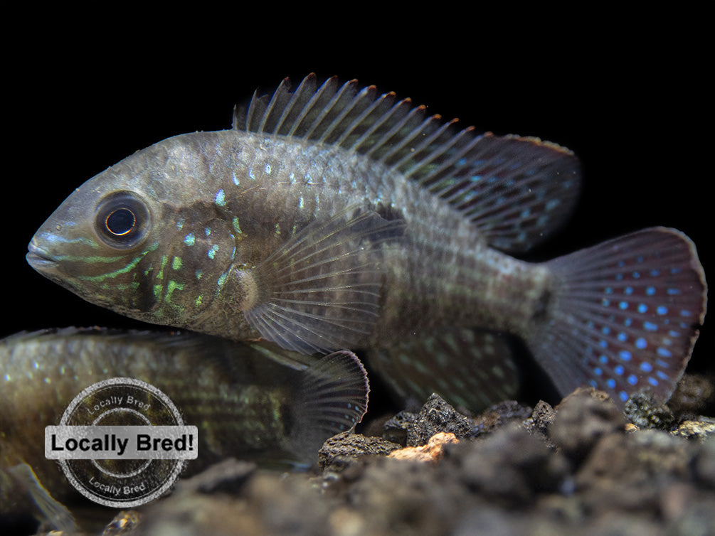 Green Terror Cichlid (Andinoacara stalsbergi), Locally Bred!