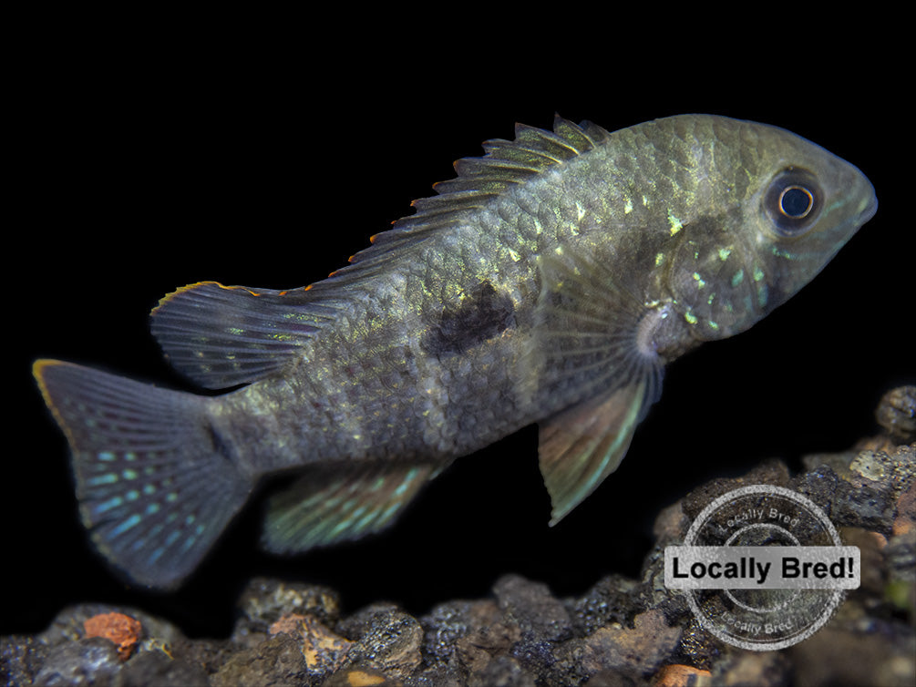 Green Terror Cichlid (Andinoacara stalsbergi), Locally Bred!