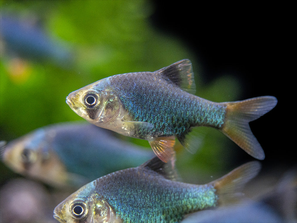 Green Tiger Barb (Puntigrus tetrazona), Tank-Bred