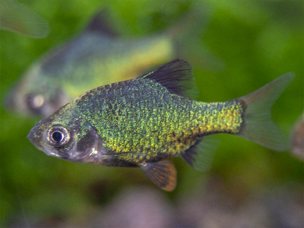 Green Tiger Barb (Puntigrus tetrazona), Tank-Bred