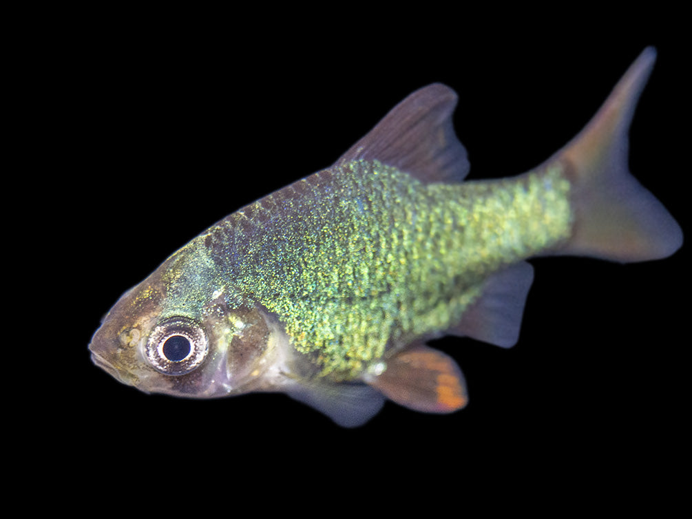 Green Tiger Barb (Puntigrus tetrazona), Tank-Bred