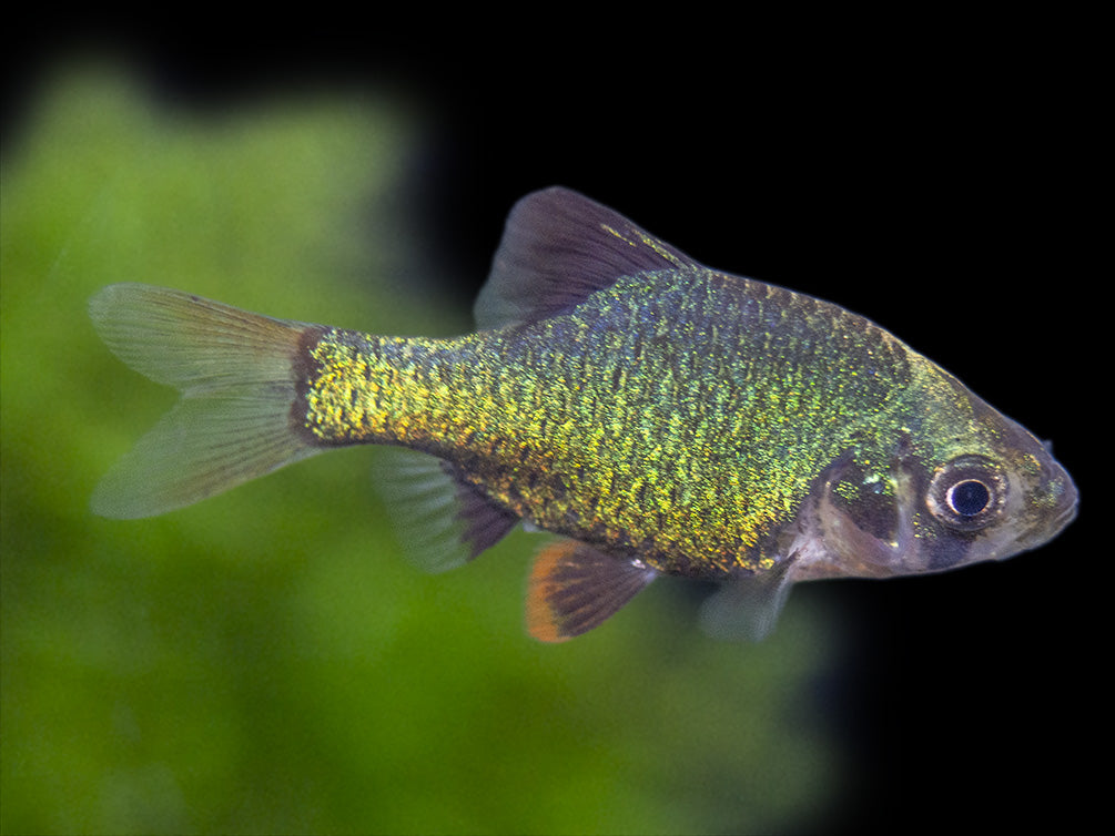 Green Tiger Barb (Puntigrus tetrazona), Tank-Bred