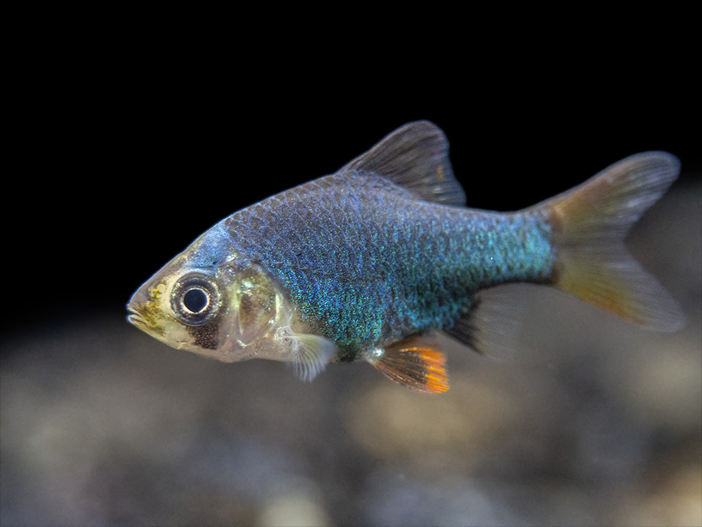 Green Tiger Barb (Puntigrus tetrazona), Tank-Bred