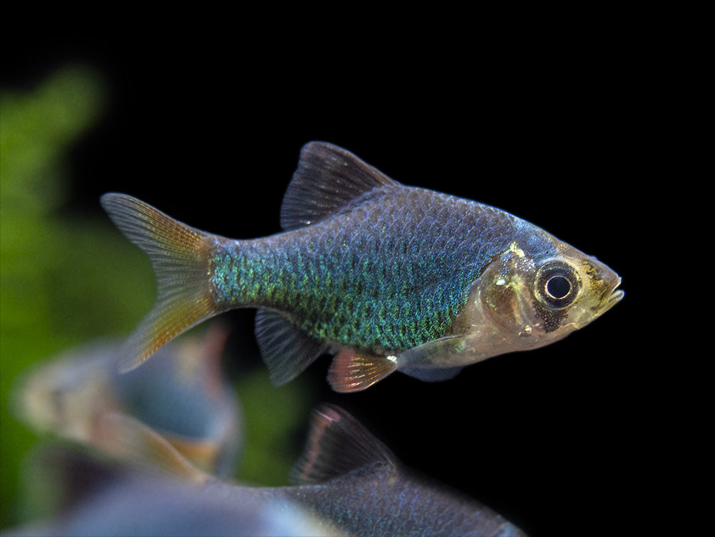 Green Rag Fish Green Tiger Barb Fish